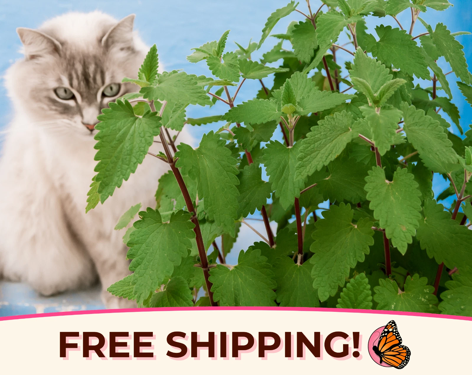 3800+ Catnip Herb Seeds | Non-GMO, Herb Garden, For Growing Cat Plants &amp;... - $12.39