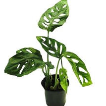 Swiss Cheese Plant Monstera Adansonii 4 inch  Pot USA Fast Shipping - £35.53 GBP