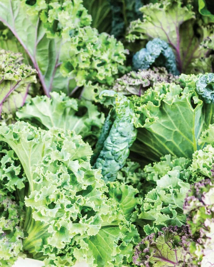 6 Grams Seeds Kale Certified Organic Winter Heirloom Babys Grow It As Ba... - $23.80
