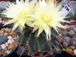 BStore 25 Seeds Store Ferocactus Hamatacanthus Exotic Flowering Barrel C... - £13.19 GBP