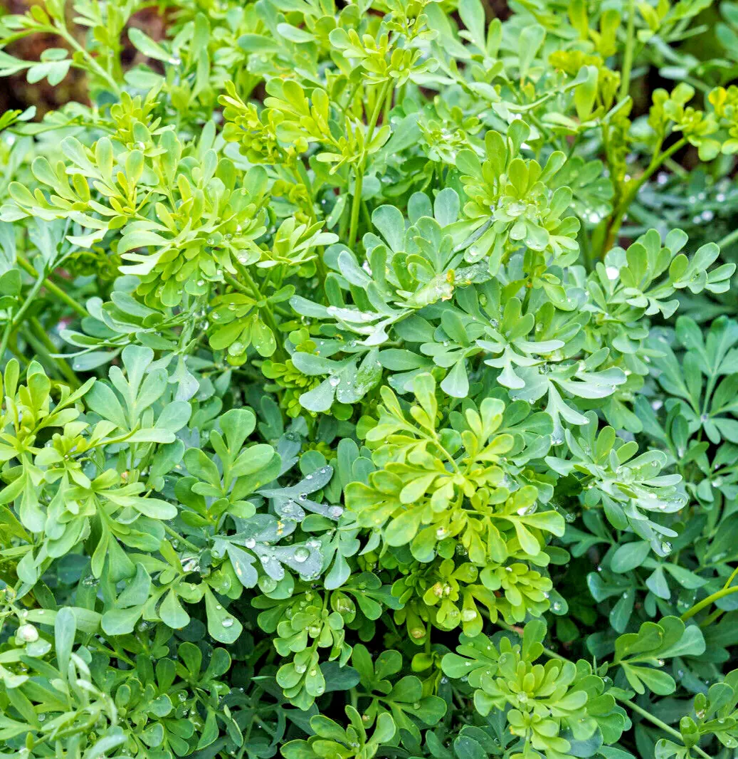 100 Common Rue Garden Rue Or Ruta Graveolens USA Seller - £6.84 GBP