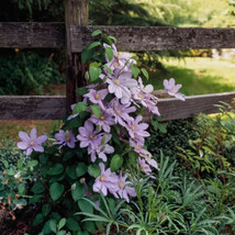 Silver Moon Clematis 20 seeds - £7.95 GBP