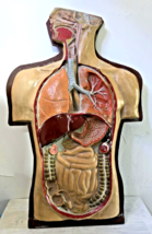 Antique 1930s 3D Anatomical Model of Human Body. Internal Organs - $890.90