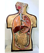 Antique 1930s 3D Anatomical Model of Human Body. Internal Organs - $16,863.40 MXN