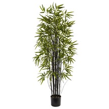 50 Black Lucky Bamboo Bonsai Seeds Garden Bambusa Ventricosa Ornamental ... - $6.88