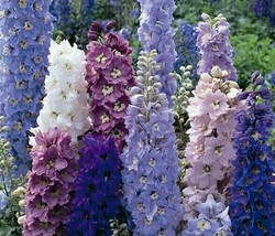 Delphinium Magic Fountain Mix 25 Perennial Seeds Garden Us Seller - $8.00