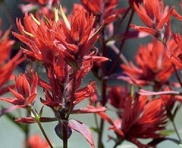 New Fresh Seeds Castilleja Linariifolia Wyoming Narrow Leaved Desert Paintbrush  - $23.90