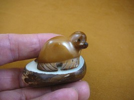 (TNE-SEAL-684B) tan Seal sea lion TAGUA NUT palm figurine carving I love... - $16.12