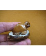 (TNE-SEAL-684B) tan Seal sea lion TAGUA NUT palm figurine carving I love... - $21.89 CAD
