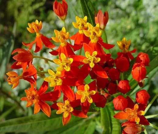 5000 Bulk  Seeds Blood Flower Scarlet Milkweed Asclepias Curassavica  - £68.32 GBP