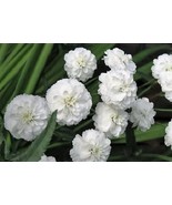 150 Pearl Yarrow White Double Achillea Ptarmica Herb Flower Seeds Fresh Fast Shi - $15.20