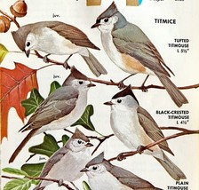 Titmice Titmouse 4 Varieties And Types 1966 Color Bird Art Print Nature ... - $19.99