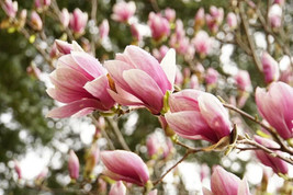 5 Lily Magnolia Flower Tree Pink &amp; Purple Fragrant Tulip Magnol Liliiflo... - £18.74 GBP
