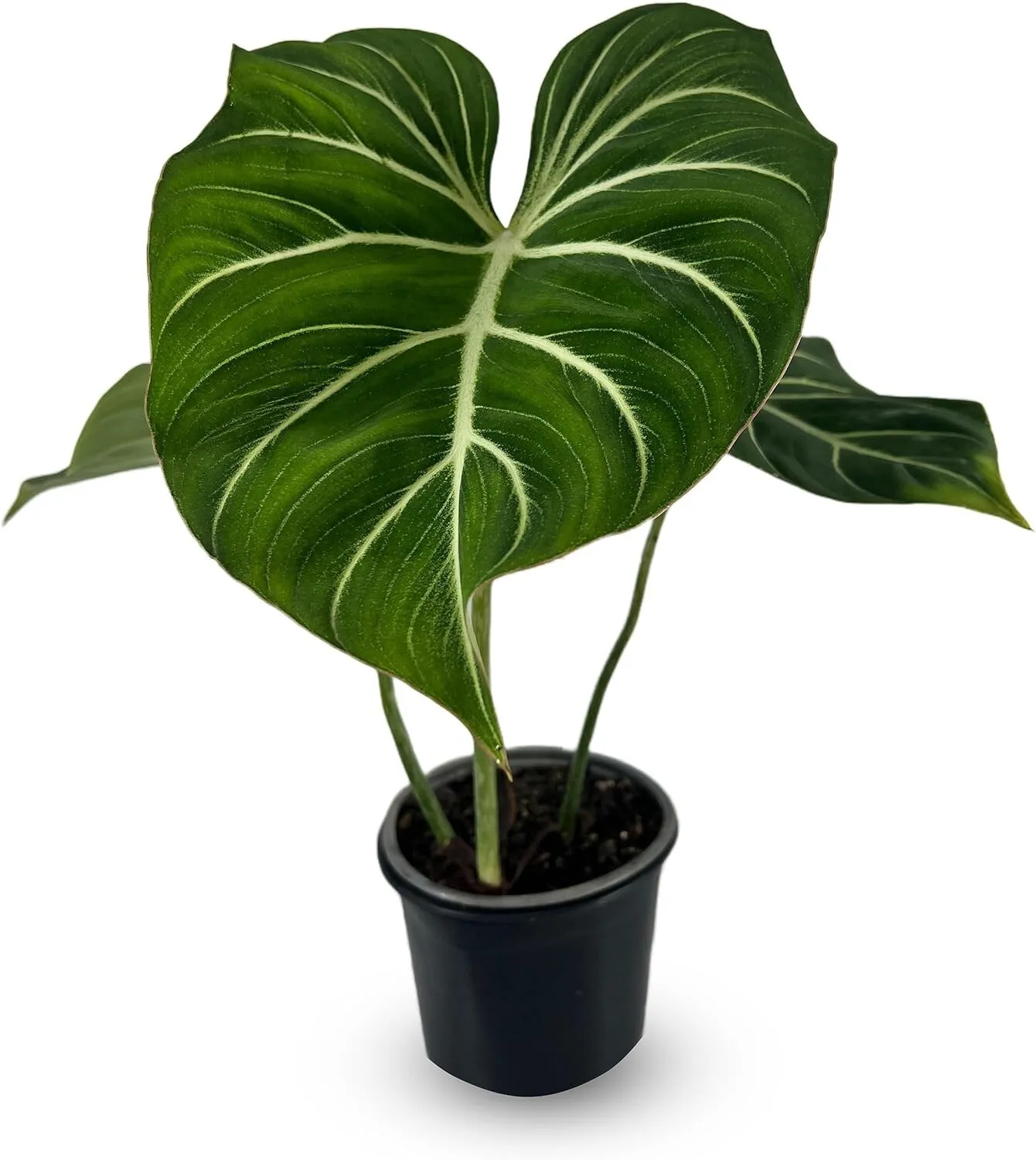 Philodendron Gloriosum Zebra Elephant Ear House plant - £59.32 GBP