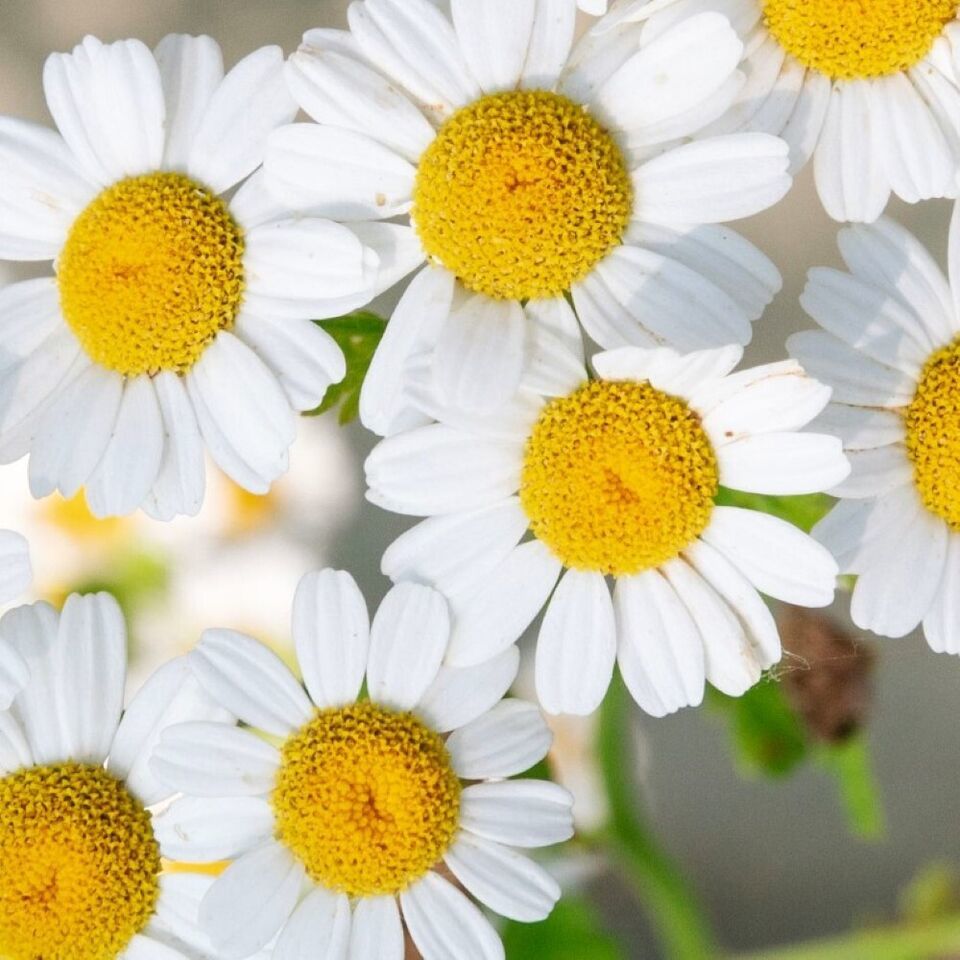 LimaJa German Chamomile 300 Seeds | NON-GMO | Heirloom | Fresh Garden - $2.80