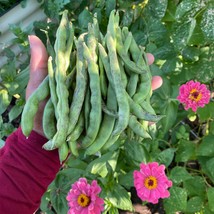 Rattlesnake Pole Bean Seeds Fresh Garden USA Shipping - $10.00