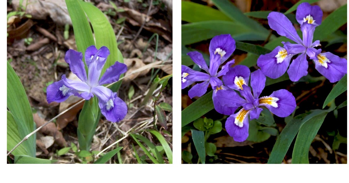 Beautiful 5 Crested Iris,wild iris roots,Iris cristata Garden & Outdoor Living  - $32.99