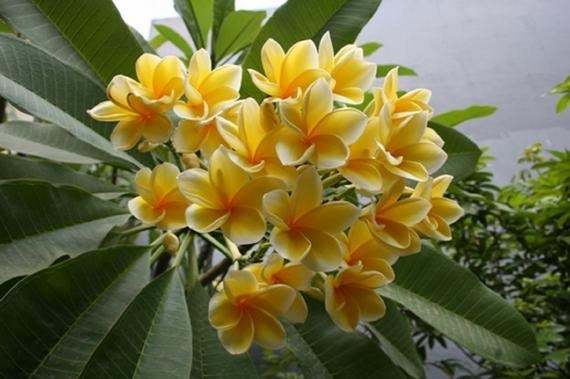 Plumeria Bali Gold
