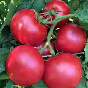 50 Seeds Eva Purple Ball Tomato Heirloom Tomatoes Juicy Vegetable Garden - $9.82