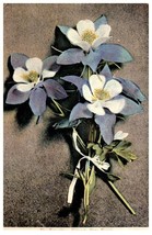The Columbine Colorado State Flower Floral Postcard Posted - £5.51 GBP