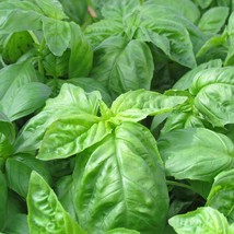 Basil Seeds 500 Italian Large Leaf Herb Non-Gmo Heirloom Garden USA Shipping - £4.59 GBP