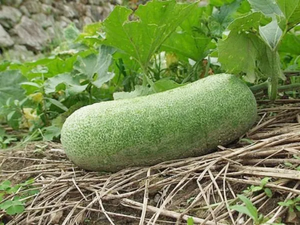 Fresh 10 Fong Show Seeds Fuzzy Gourd Gua Mokwa. Use Paper Towel To Germi... - £8.17 GBP