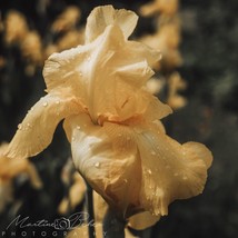 Yellow Iris with Dew Drops Wall Art Print Various Sizes Fine Art Photography  - £28.47 GBP+