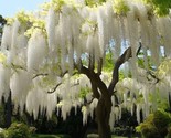 Wisteria Tree Flowers Garden Planting Beautiful 10 Seeds Free Shipping - £4.70 GBP