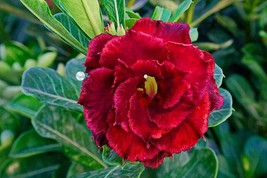 &#39;Rosemarie&#39; Dark Red Desert Rose Adenium Obesum, 2 Seeds - £9.66 GBP