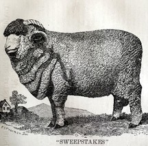 Sweepstakes Spanish Merino Ram 1863 Victorian Agriculture Animals Art DWZ4A - £39.95 GBP