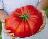 550 Beefsteak Tomato Seeds Heirloom Fast Shipping - £7.20 GBP