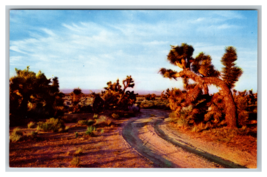 Desert Joshua Tree Cactus near Las Vegas, Nevada Postcard Unposted - £3.84 GBP