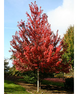 Brandywine Maple Tree 1-2ft Tall in Quart Pot- Beautiful Fall Foliage Ea... - $21.00