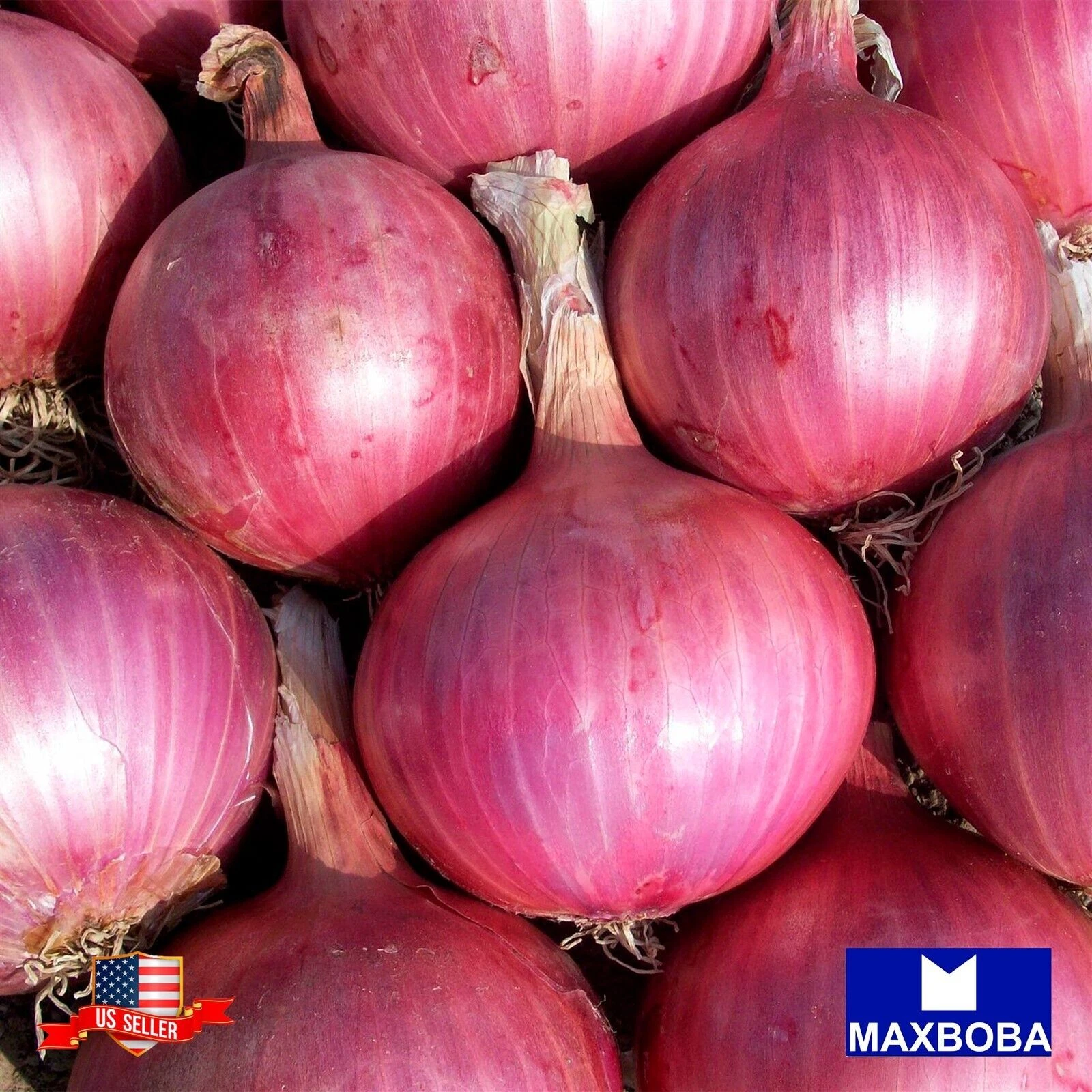 Onion Seeds - Red Burgundy Non-GMO / Heirloom / Garden Vegetable / Fresh - $8.32