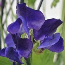 Royal Navy Blue Sweet Pea 25 Seeds Non-Gmo Free Shipping - £5.98 GBP