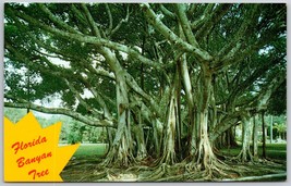 Postcard Florida Banyan Tree Banner Card Miami Big Tree  Unposted - $6.04