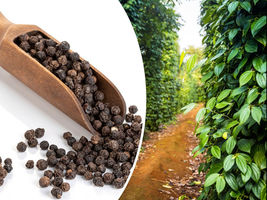 Black Peppercorn (Piper nigrum) Vine Seeds, Medicinal - USA Seller 20 Seeds - £10.78 GBP