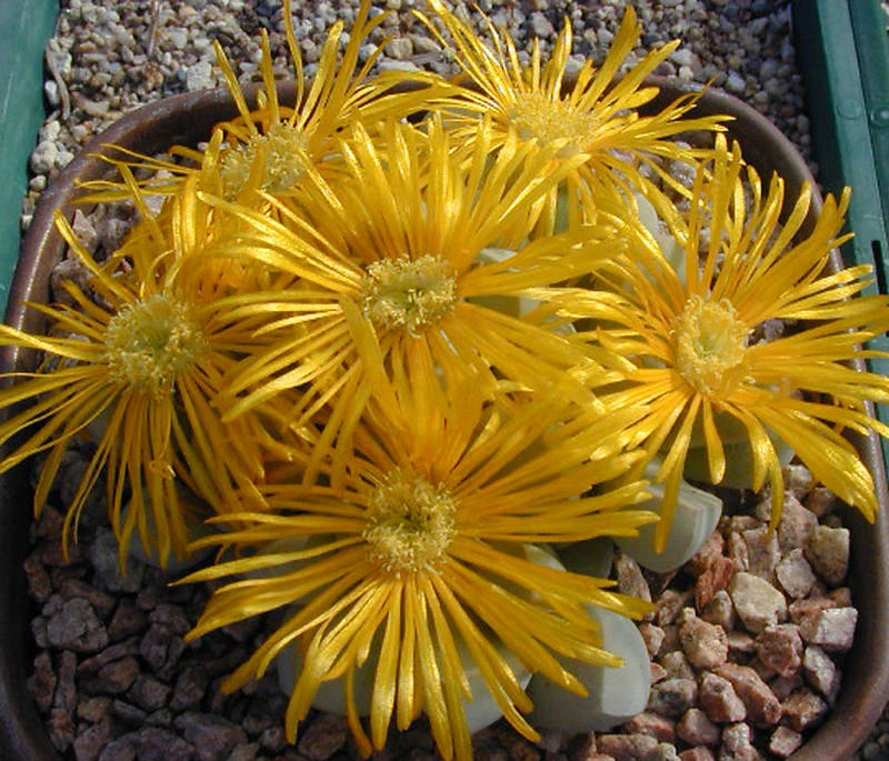 Lapidaria margaretae, rare mesembs cactus seed 50 SEEDS - $17.14