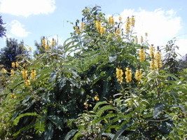 Cassia Didymobotrya Popcorn Senna Yellow Flowers Fresh Seeds - £14.09 GBP