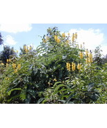 Cassia Didymobotrya Popcorn Senna Yellow Flowers Fresh Seeds - £14.20 GBP
