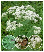 Boneset Wildflower 100+ Seeds ~ Native ~Eupatorium perfoliatum *Free US ... - $5.25
