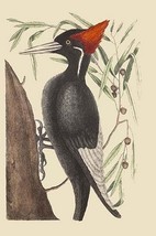 Large White Billed Woodpecker by Mark Catesby - Art Print - £17.68 GBP+