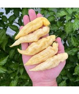 White Ghost Pepper Seeds Pack Fast Shipping - €12,52 EUR