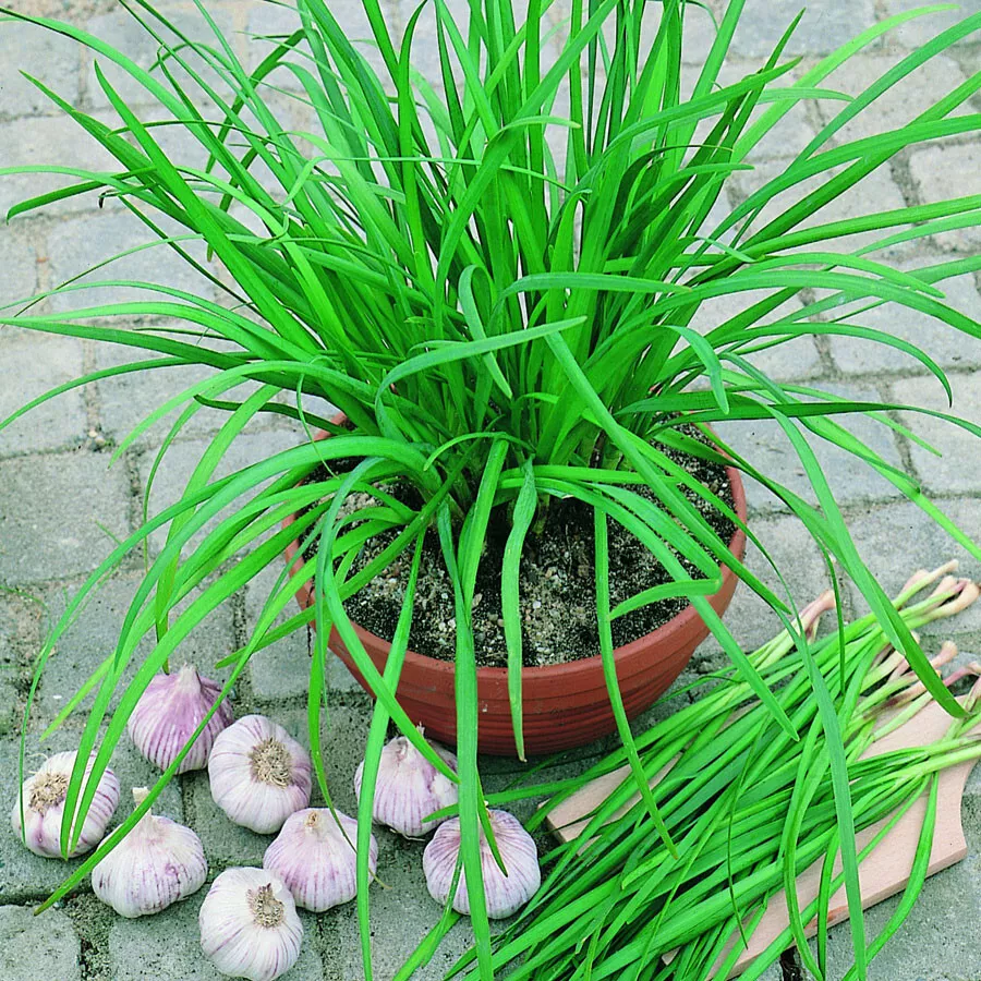 KS Garlic Chive Fresh Organic Non Gmo Planting 300 Seeds  - £7.47 GBP