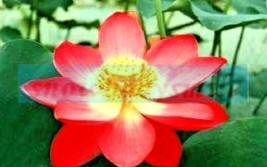 5 Yimeng Red Lotus Seeds Nelumbo Nucifera Seeds Fresh Fast Shipping - $13.80