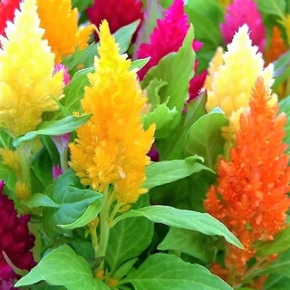 Celosia Pampas Plume Flower 30 Seeds  - $9.80