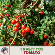 Rafhstore 10 Tommy Toe Tomato Seeds Heirloom Nongmo Genuine Us Seeds - £6.44 GBP