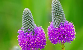 315 Seeds Clover, Purple Prairie Flower - £9.76 GBP