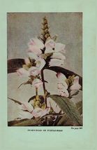 Vintage 1922 Print Snakehead Monkey Button 2 Side Flowers You Should Know - $19.99