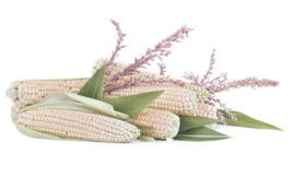 20 Pc Seeds Truckers White Corn Plant, Corn Seeds for Planting | RK - £14.87 GBP